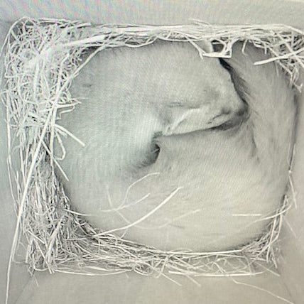Pine Marten Box image 1