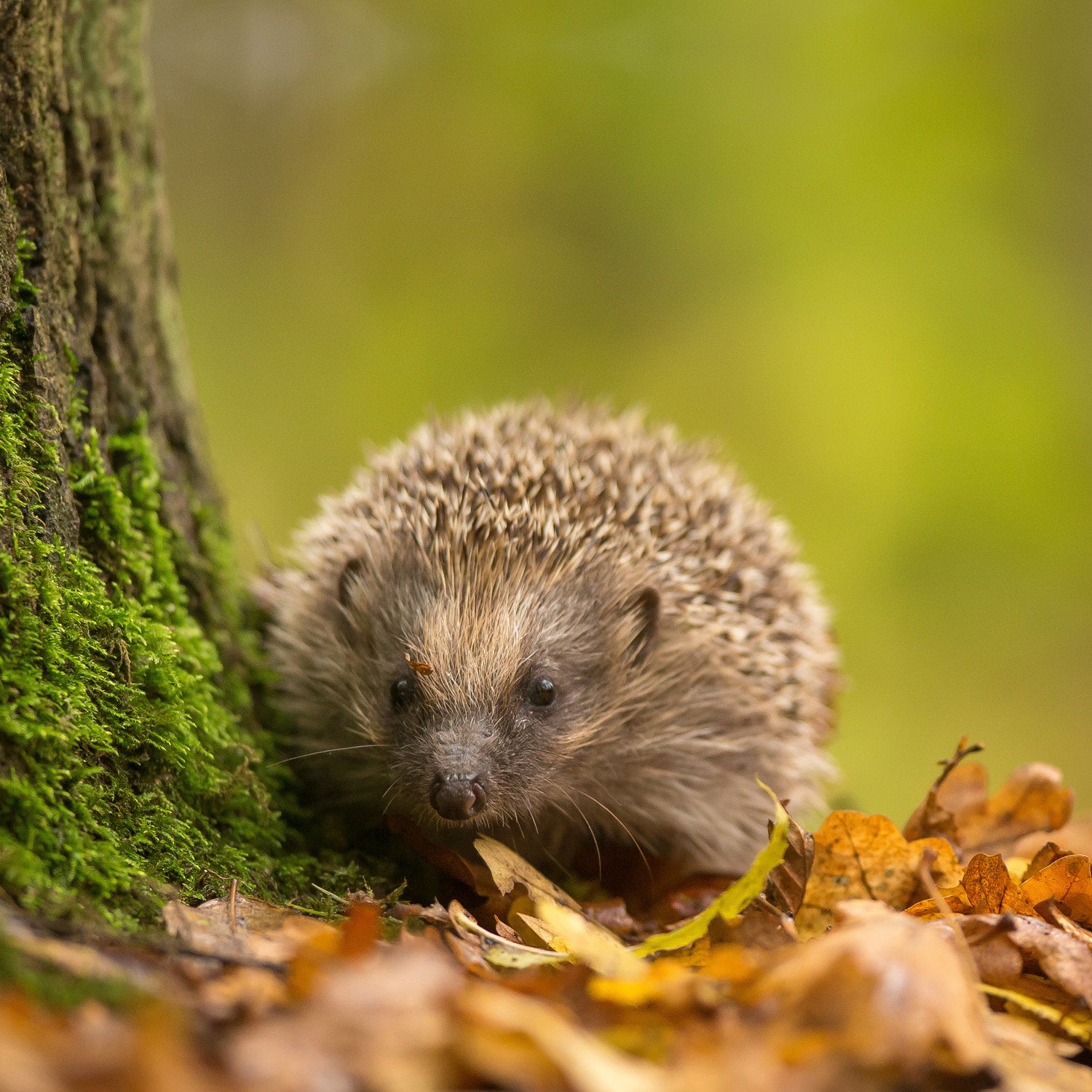 Classic Hedgehog House