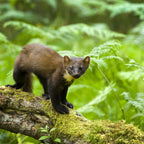 Pine Marten Box