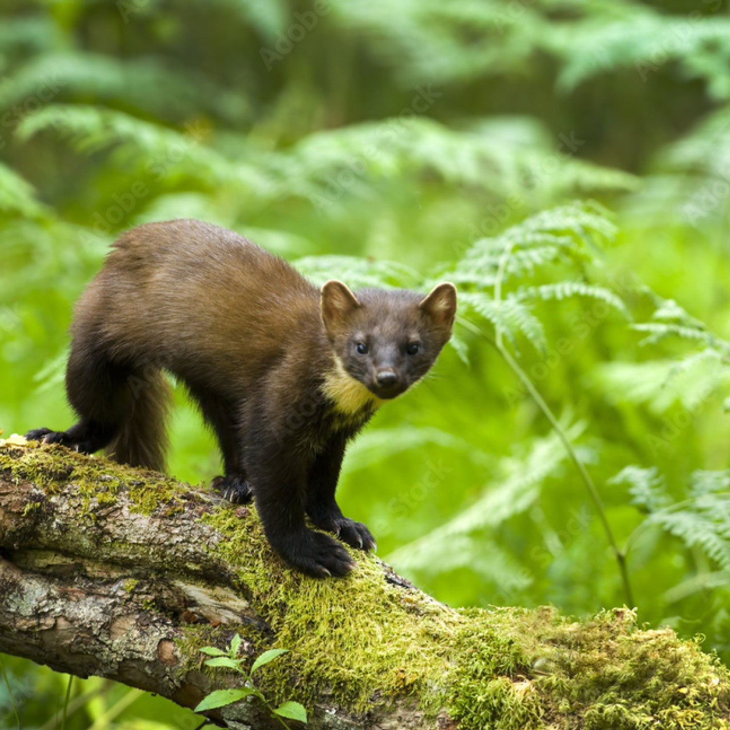 Pine Marten Box