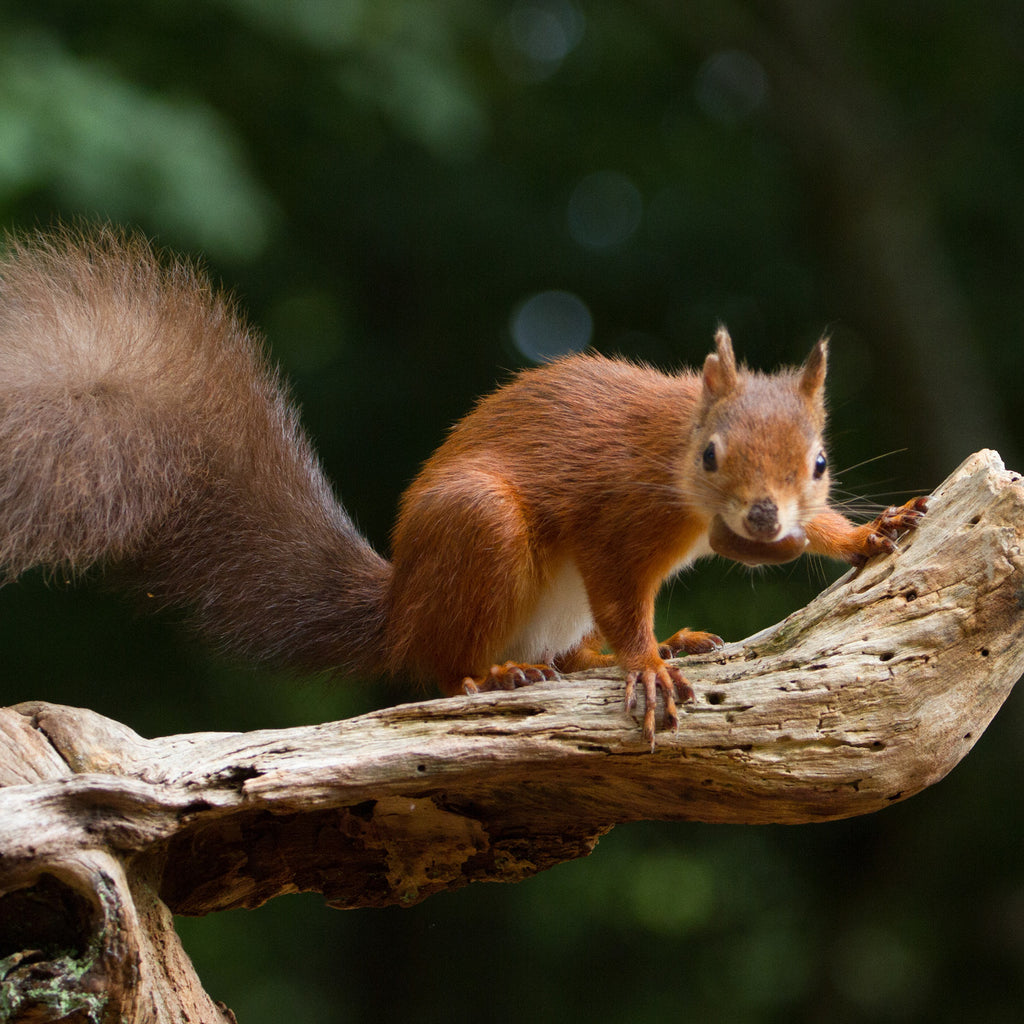 Red Squirrel Long-life Nest Box