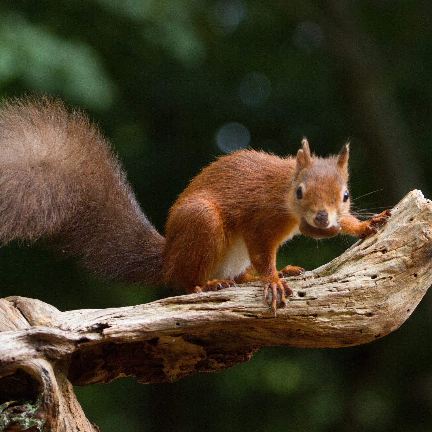 Red Squirrel Long-life Nest Box