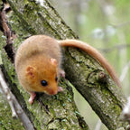 Dormouse / Mini-mammal / Bird box