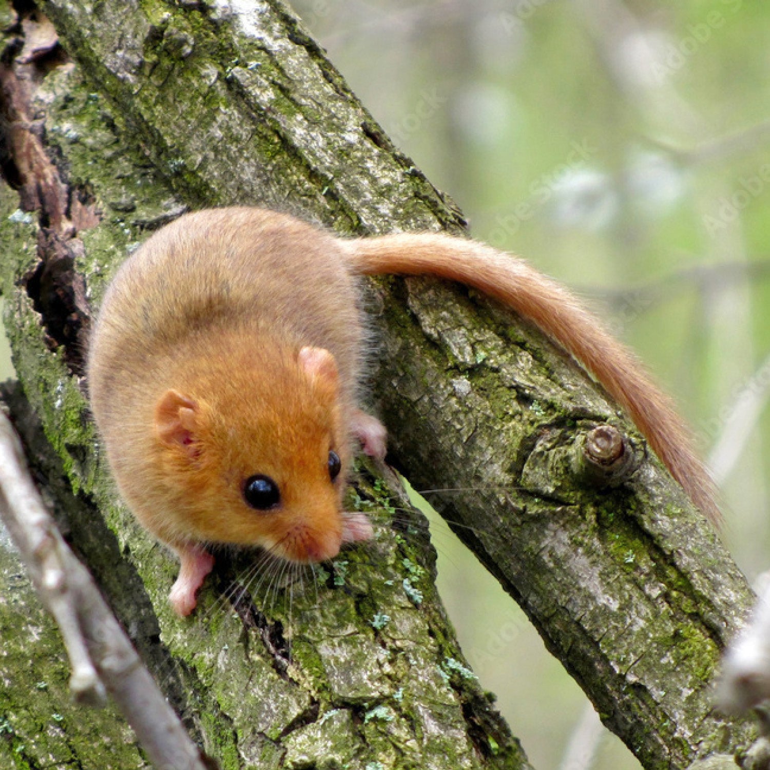 Dormouse / Mini-mammal / Bird box