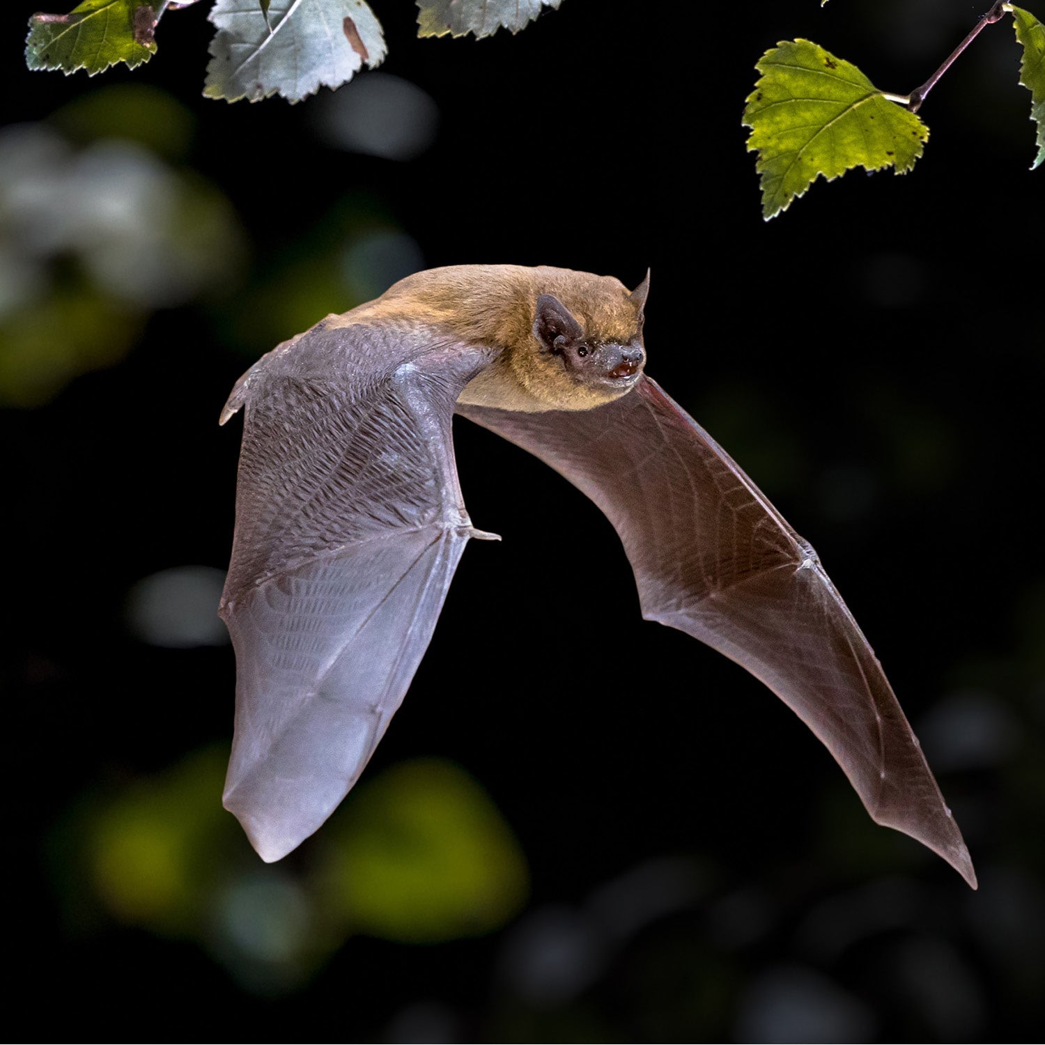 Multi Species Bat Roost / Maternity Box