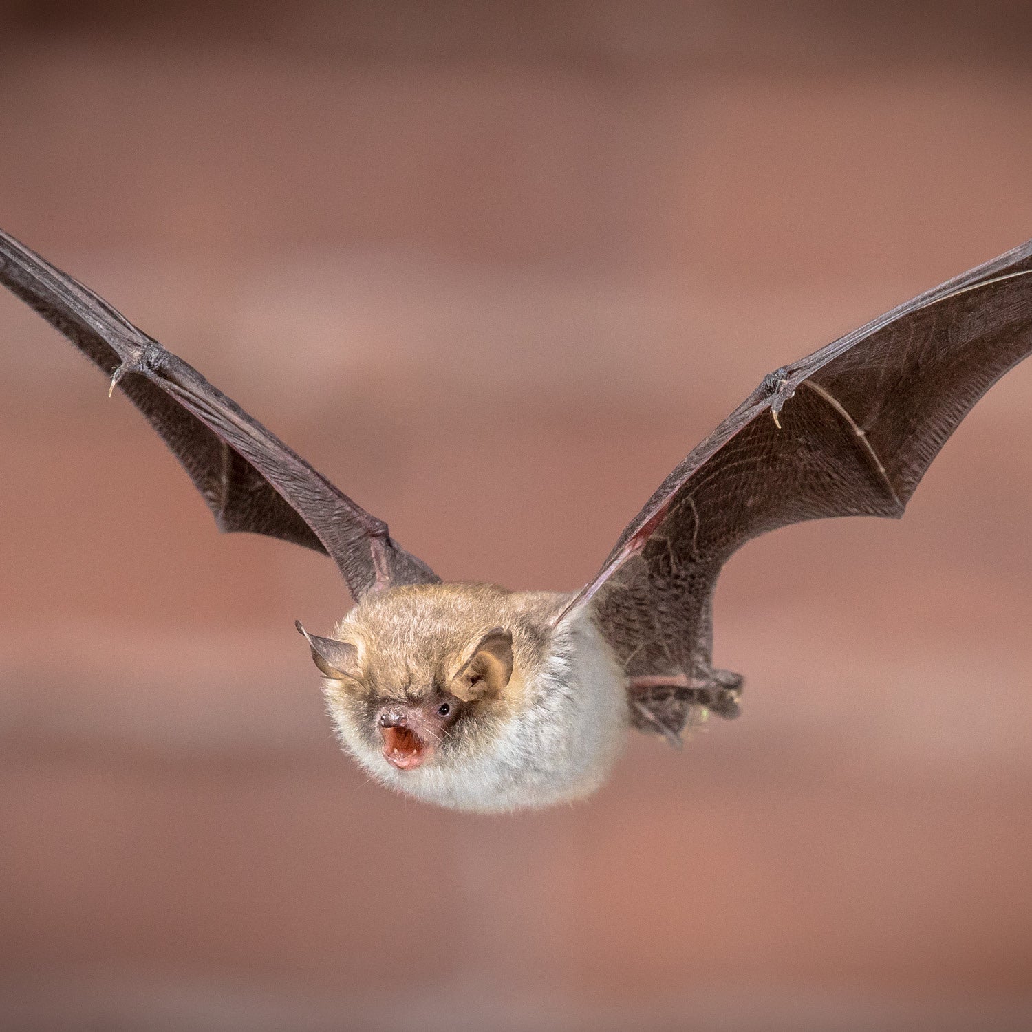 Vincent Multi-Species Bat Box