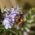 'Citizen Science' Bee Nester