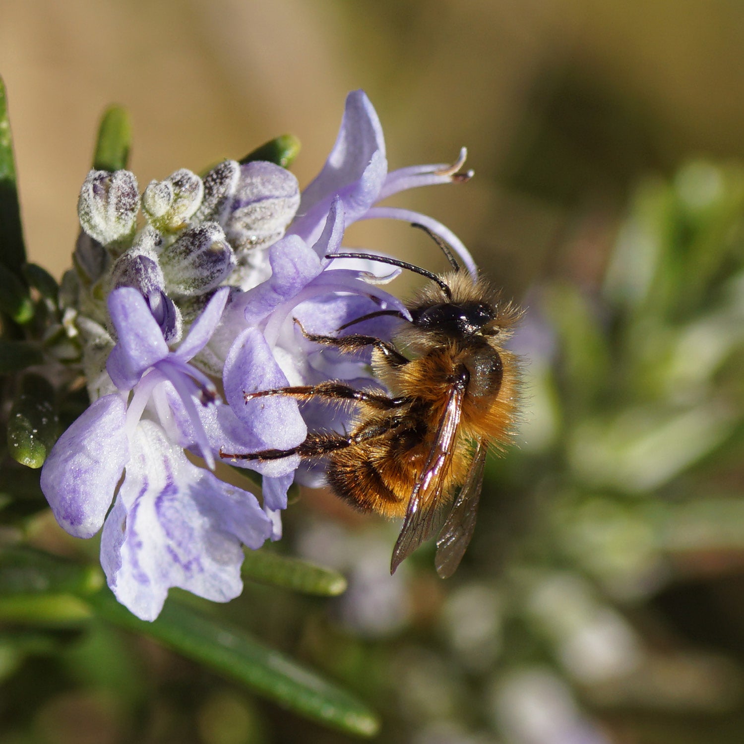 'Citizen Science' Bee Nester