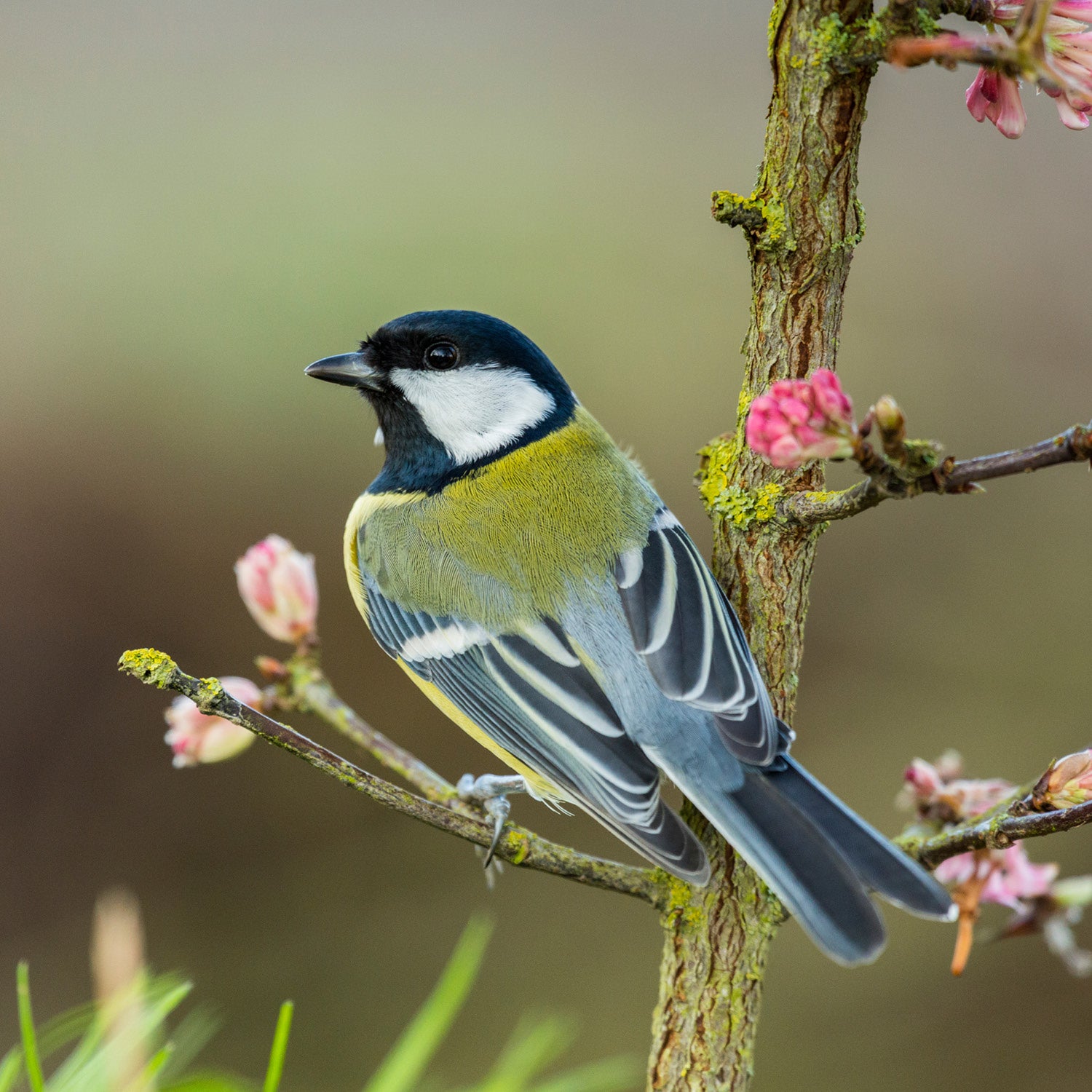 Nature Restoration Basic Bird Nest Box