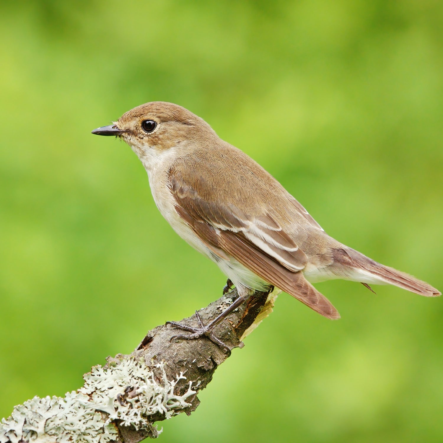 'Curve Cavity' Natural Bird Nester