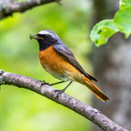 Baffle Bird Nester