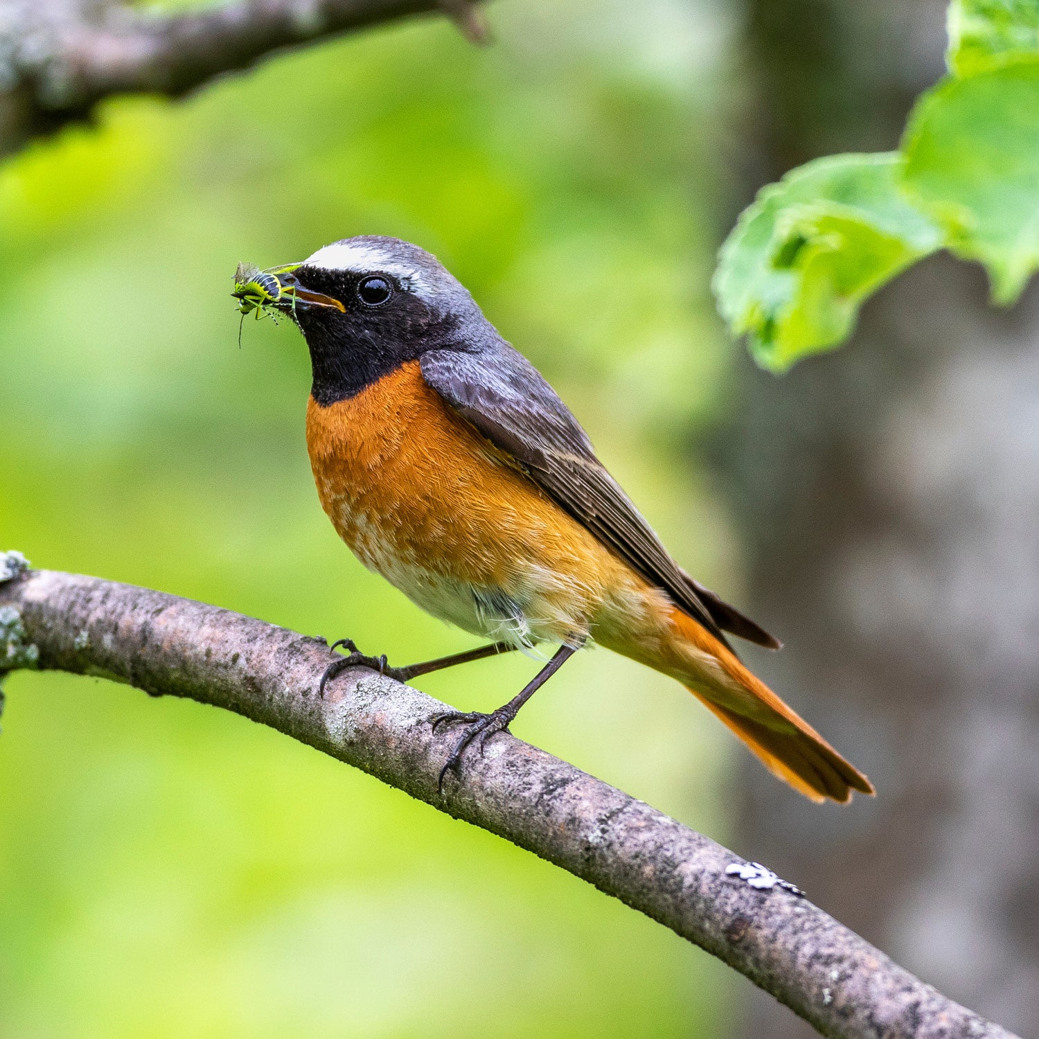 Baffle Bird Nester