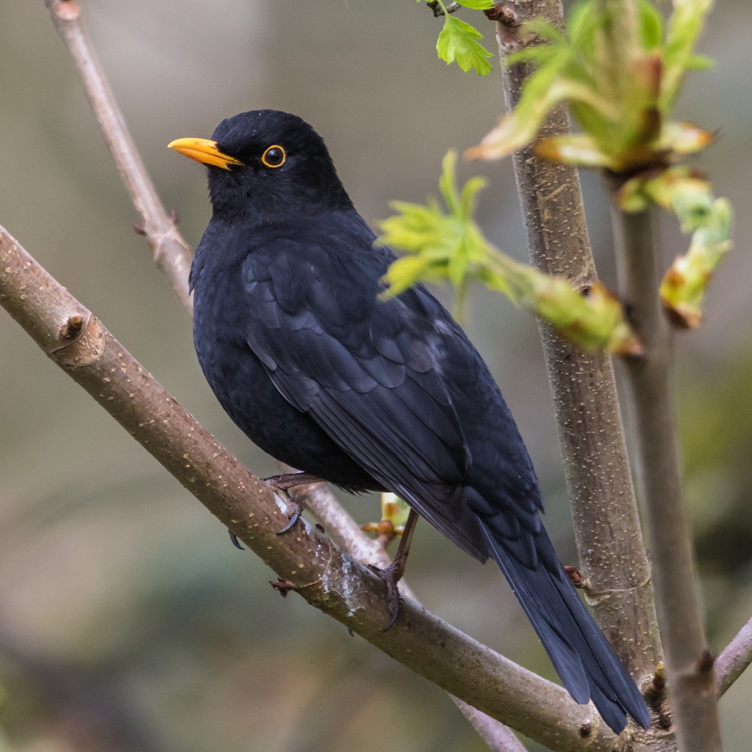 Open Ledge Bird Nester