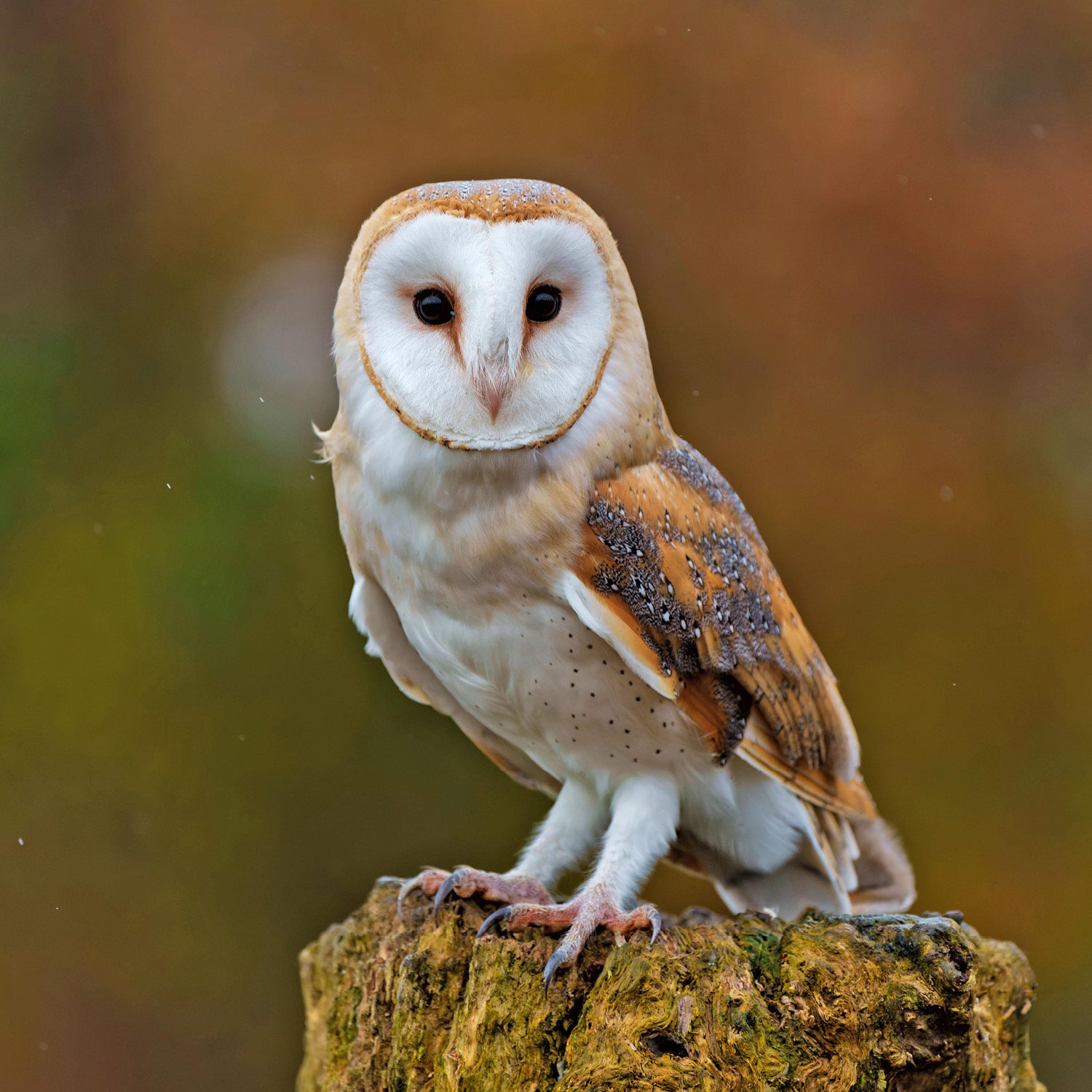 Owl / Kestrel Nest Box