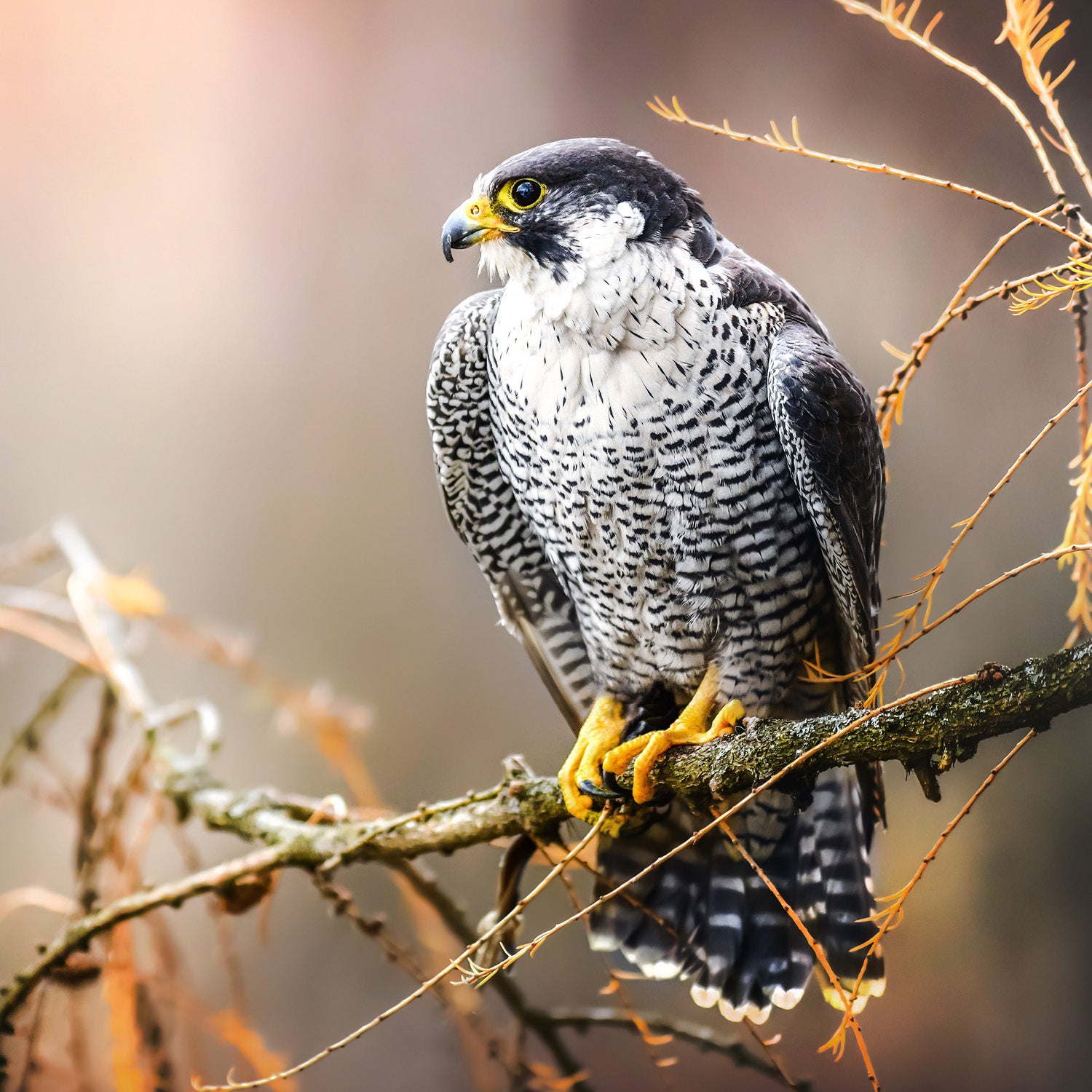 Peregrine Nest Box