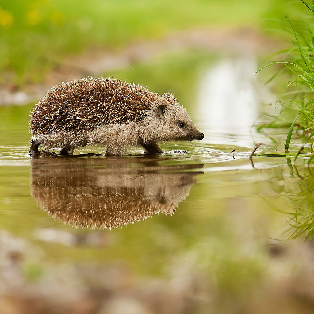 Hogilo Hibernation Hibernaculum
