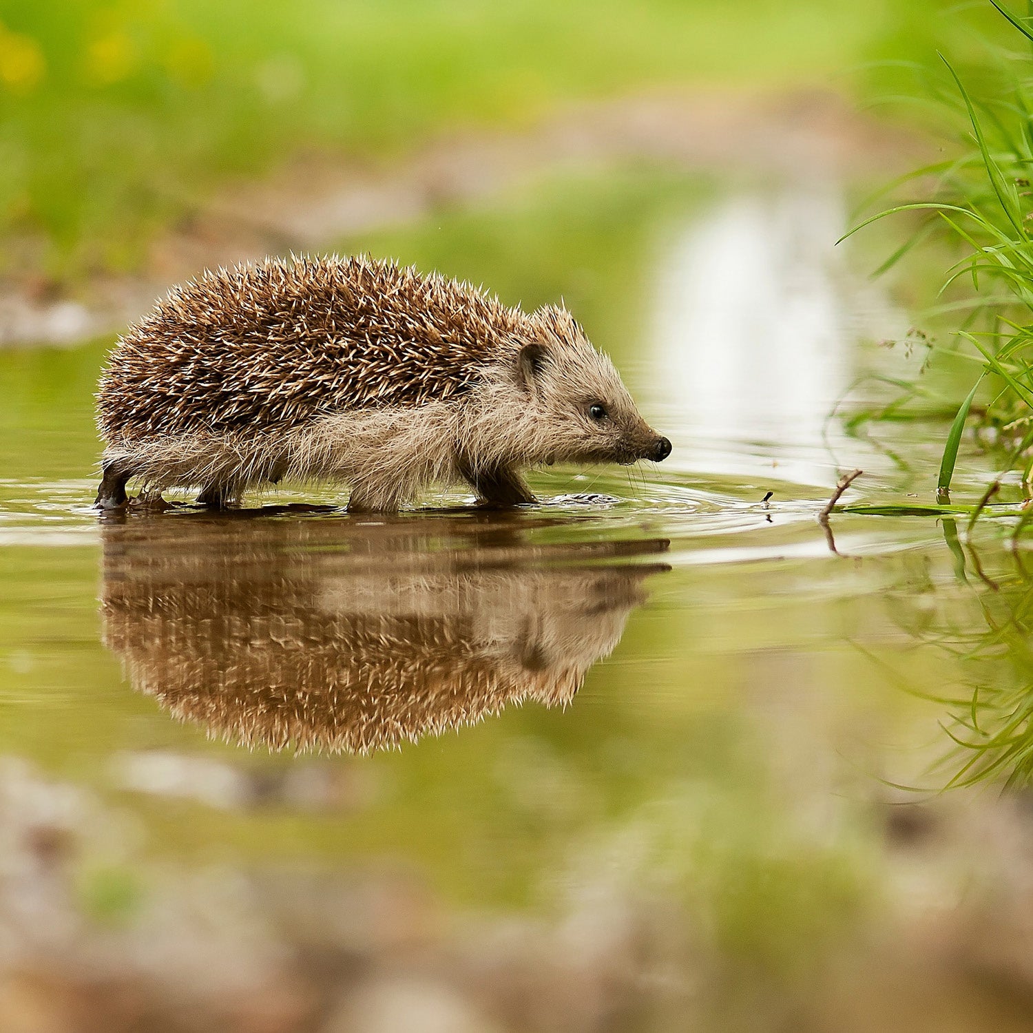 Hogilo Hibernation Hibernaculum