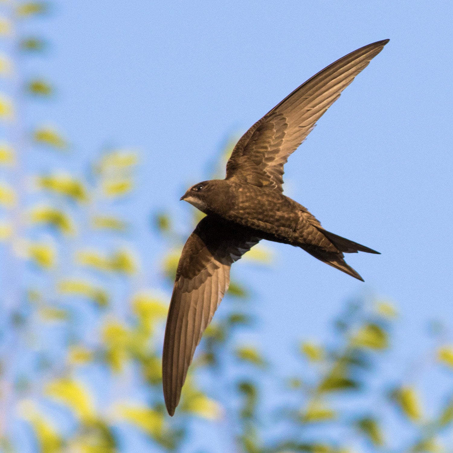 Swift Eaves Box