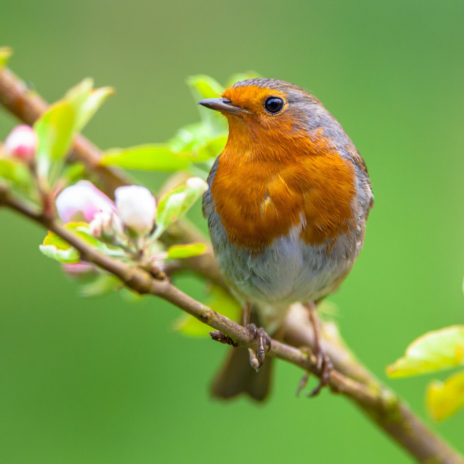 Passerine Safe House