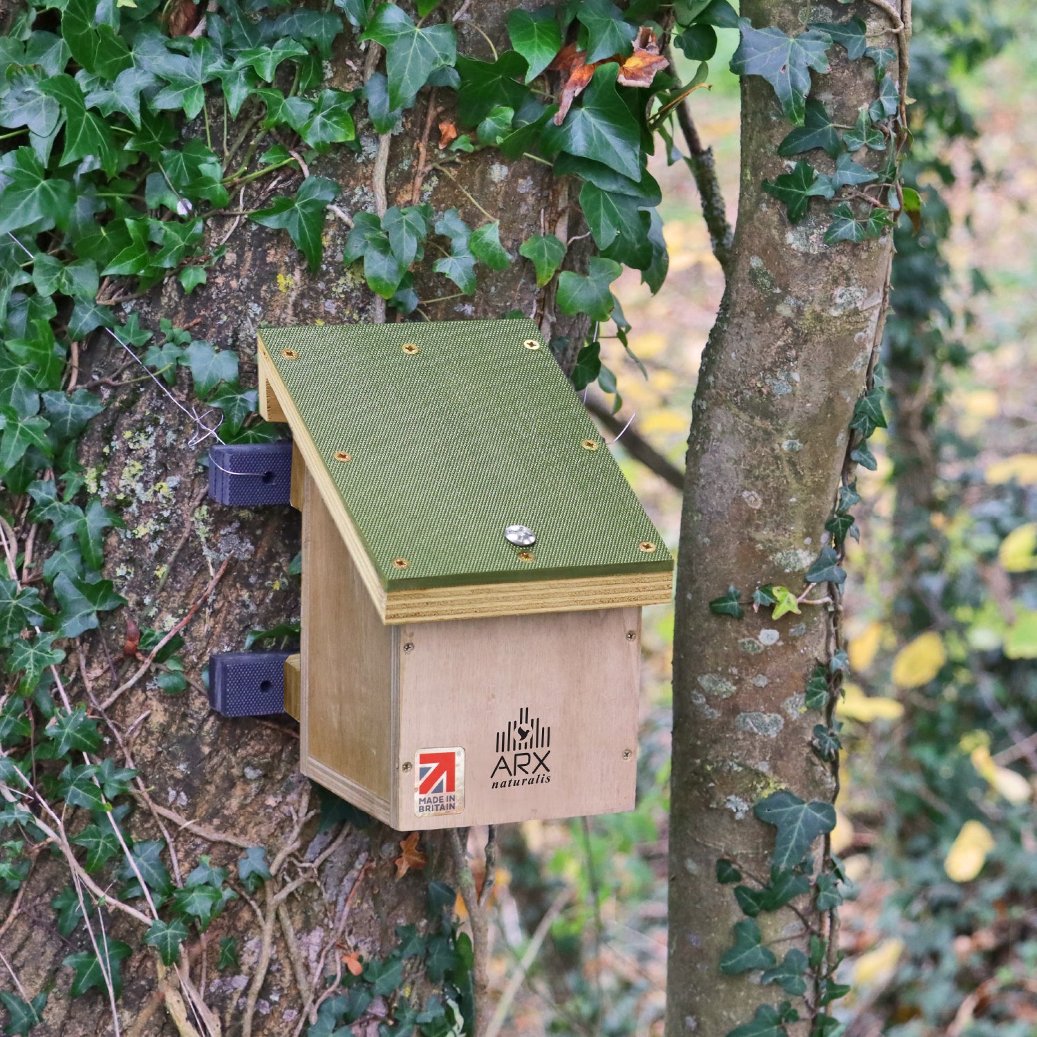 Dormouse / Mini-mammal / Bird box