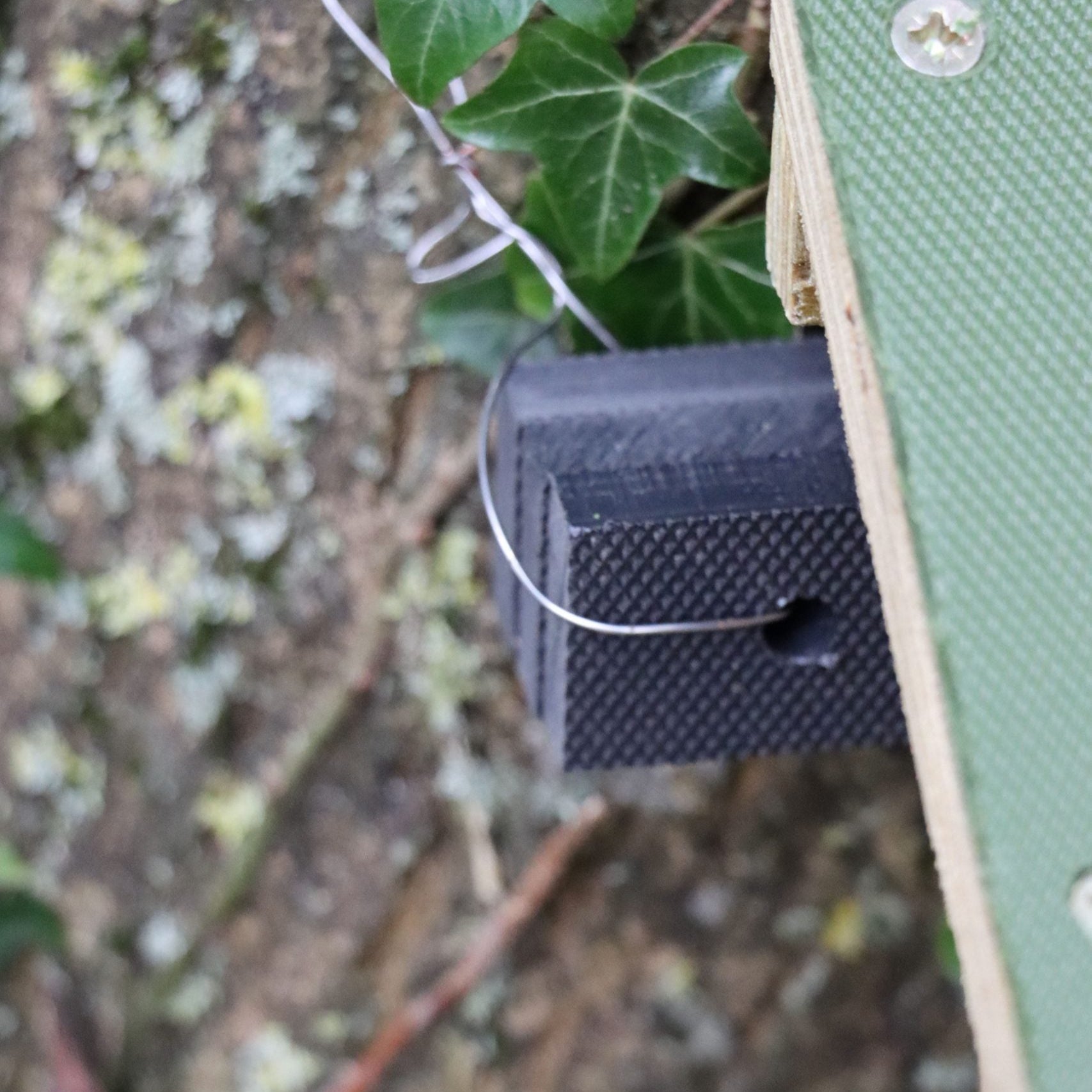 Dormouse / Mini-mammal / Bird box image 2